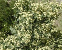 baccharis halmifolia male 2.jpg